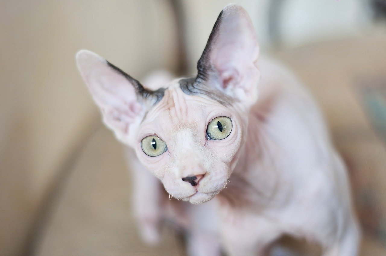 Esistono tre varietà di gatti Sphynx: il Peterbald, il Don Sphynx e il Canadian Sphynx.