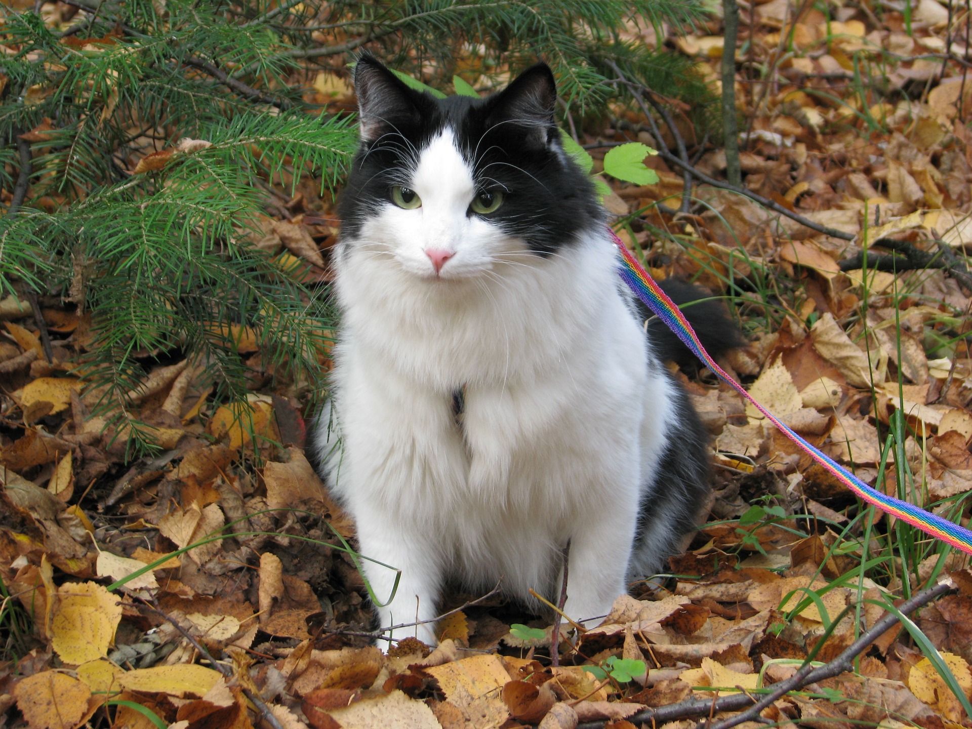 Camminare con un gatto al guinzaglio e con l'imbracatura è un'attrazione sicura per il gatto. Tuttavia, va ricordato che non tutti i gatti amano le passeggiate - rumore, molta gente e stimoli - e questo dovrebbe essere rispettato.