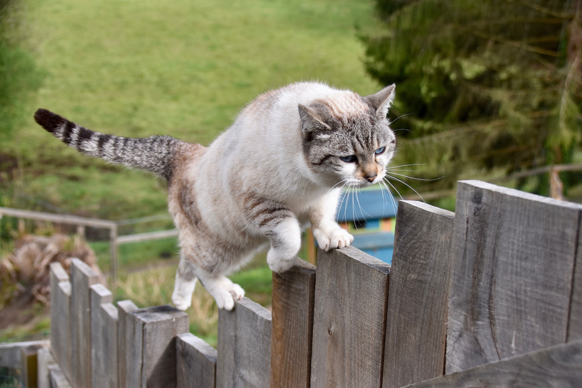 Un gatto zoppica per vari motivi, il più delle volte ciò accade nei gatti che escono senza supervisione. Tuttavia gli infortuni possono verificarsi anche in casa, ad esempio saltando da una grande altezza, calpestando un frammento di vetro o venendo calpestati.