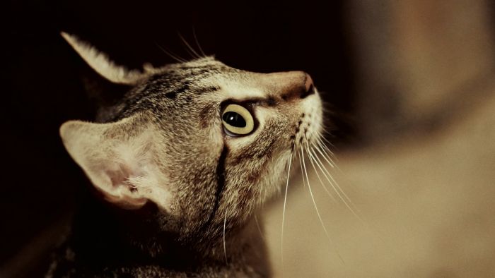 Gatto di Ceylon