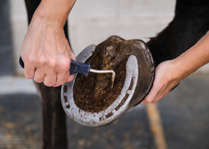 Pulizia dello zoccolo del cavallo.