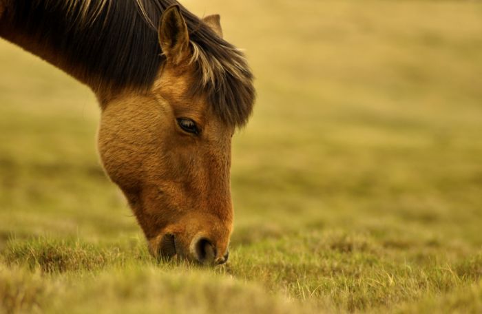 Il cavallo mangia l'erba del pascolo