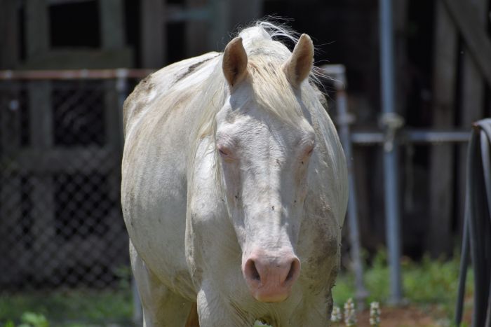 Cavallo albino malato