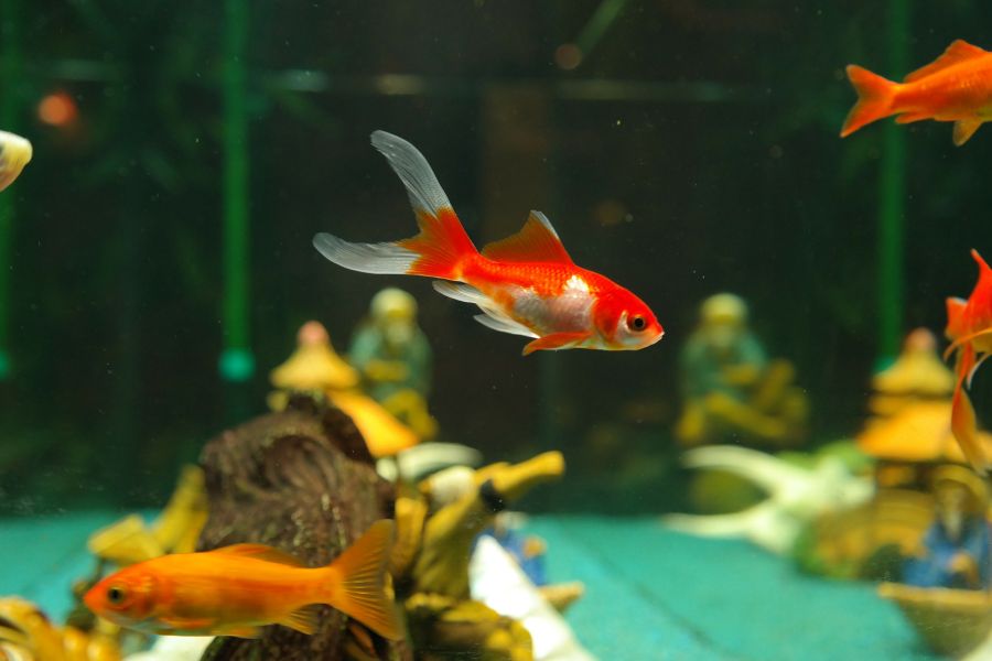 I pesci d'acquario dovrebbero essere nutriti 1-2 volte al giorno.