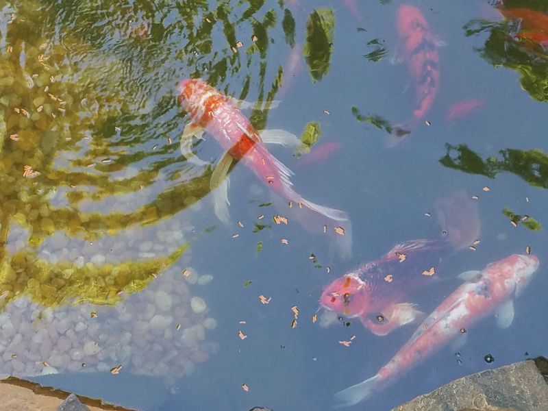 Carpa koi mentre si nutre.  Le koi mangiano sulla superficie dell'acqua.