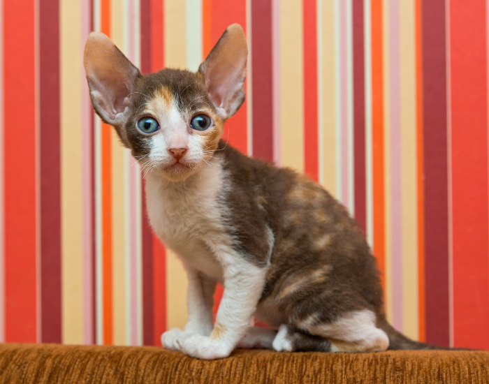 Gattino Cornish Rex.
