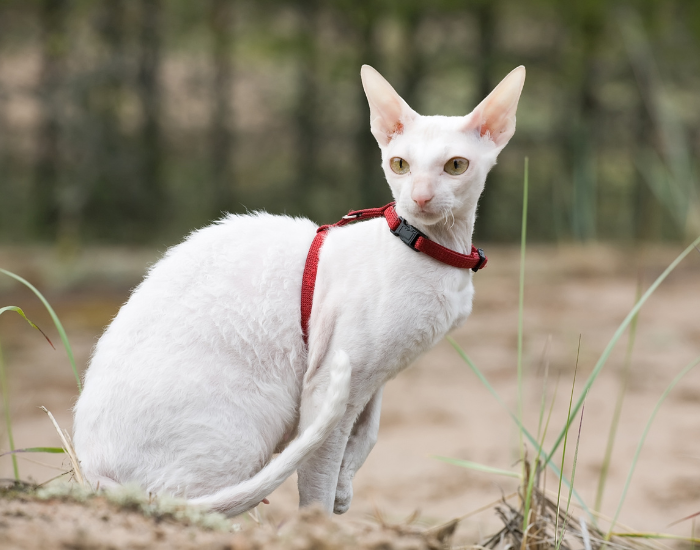 Gatto Cornish Rex che indossa una pettorina