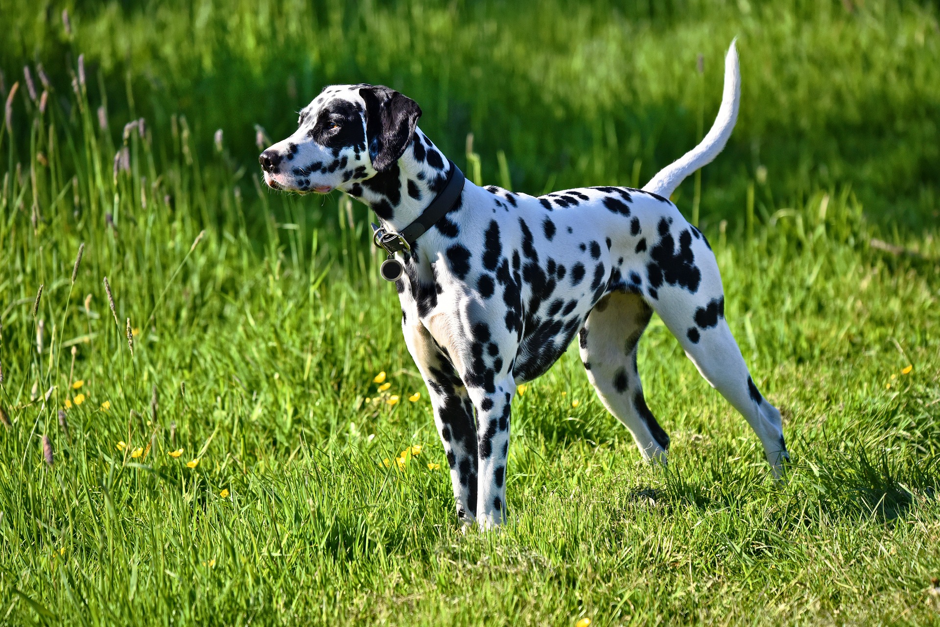 Dalmata