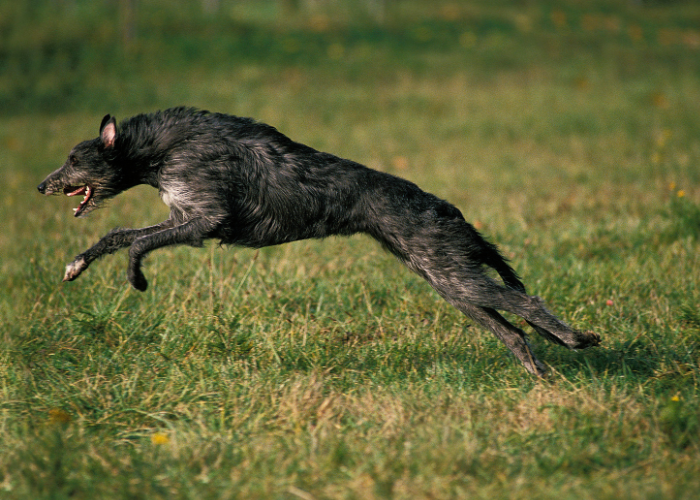 Il levriero scozzese corre.