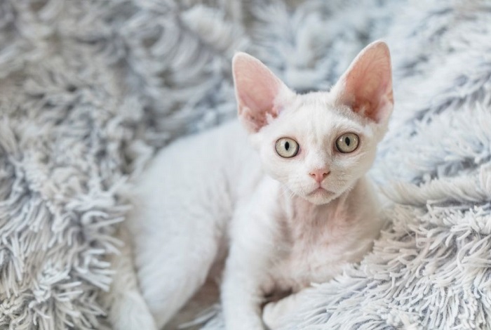Gattino Devon Rex.