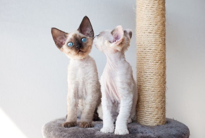 Due gattini Devon Rex sono seduti su un tiragraffi.