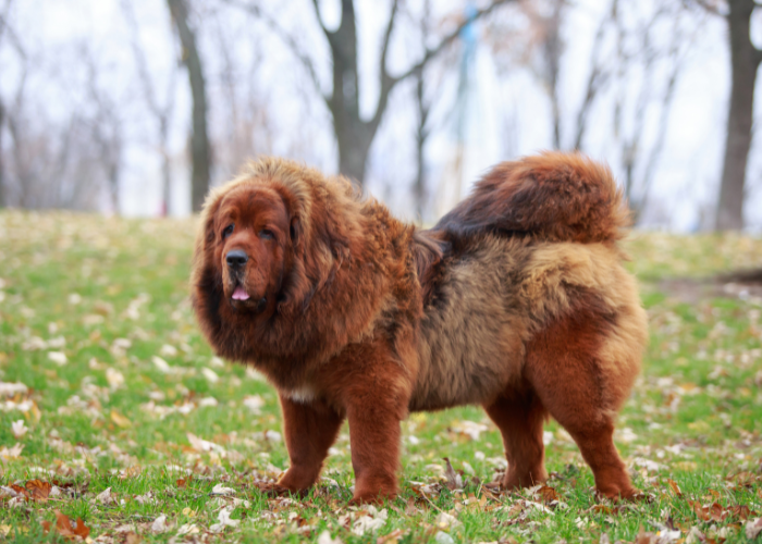 Mastino tibetano adulto.