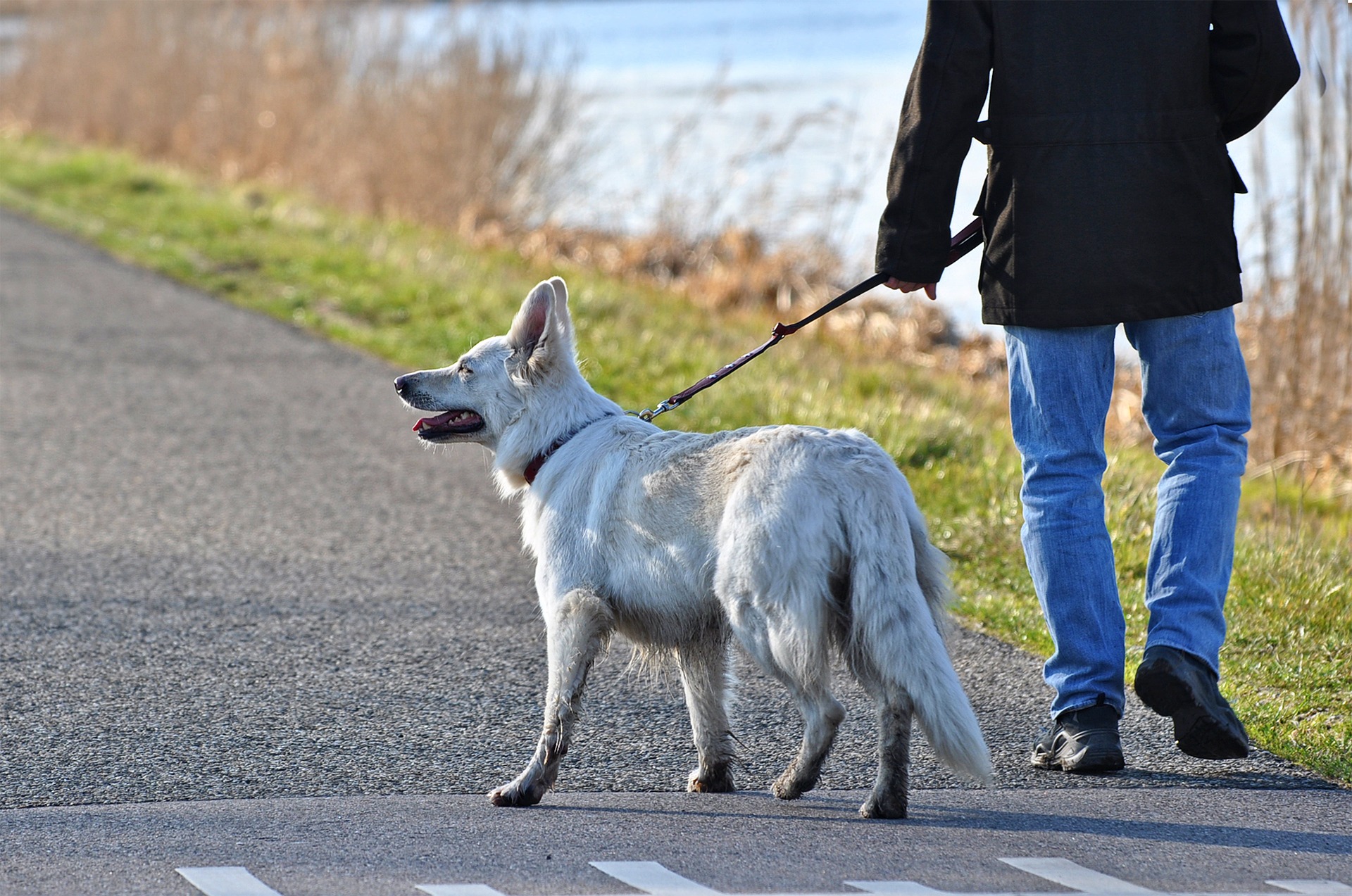 Una delle cause del vomito del cane dopo una passeggiata è mangiare cose trovate per strada o nell'erba. Non puoi permettere al tuo cane di comportarsi in questo modo. Un addestramento adeguato e, in definitiva, una museruola contribuiranno a ridurre al minimo tali situazioni.
