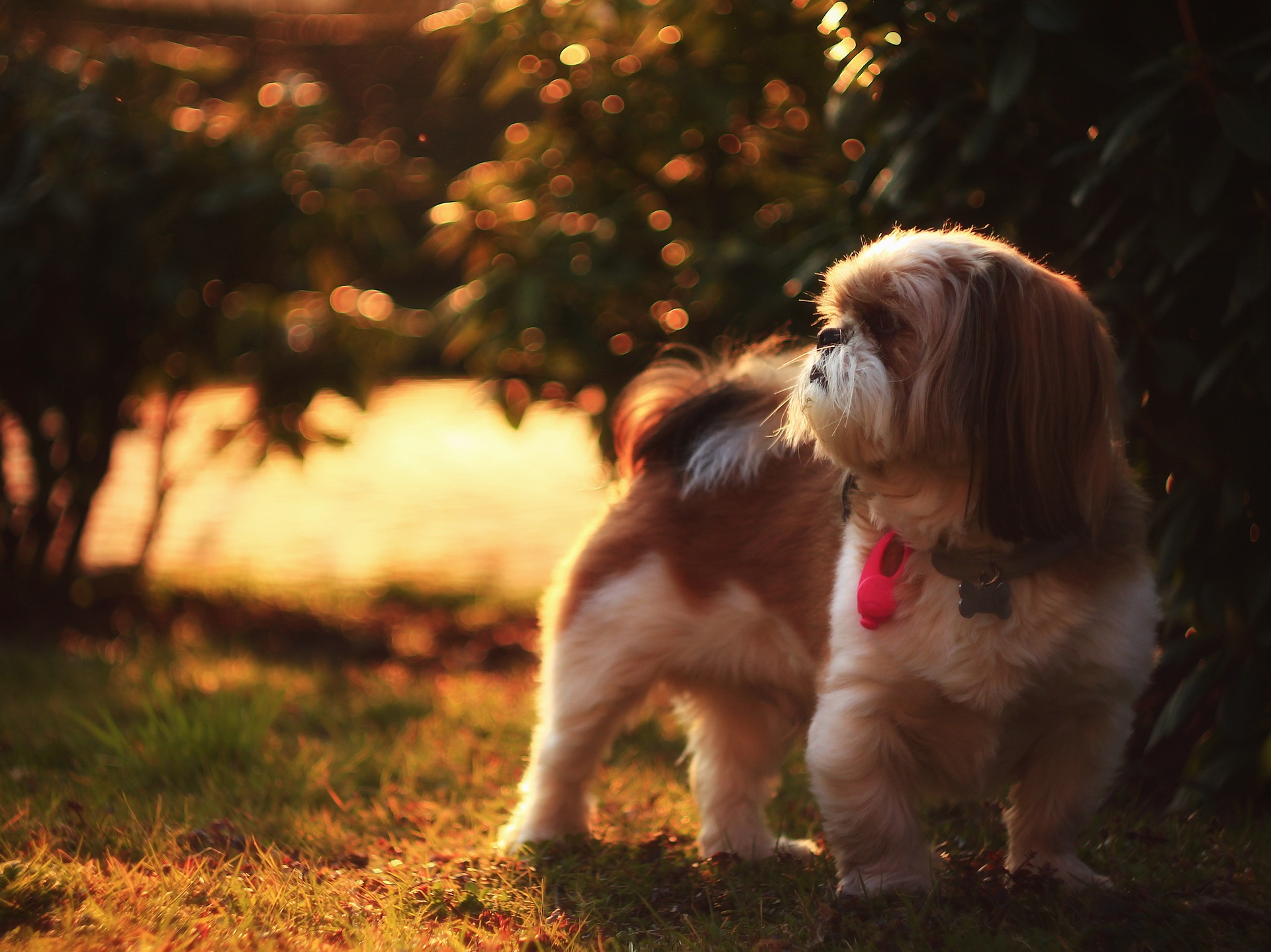 Shih Tzu ha un carattere amichevole. Si sentono molto bene in compagnia delle persone. A loro piace il contatto con i bambini. Hanno un atteggiamento positivo verso gli altri animali.