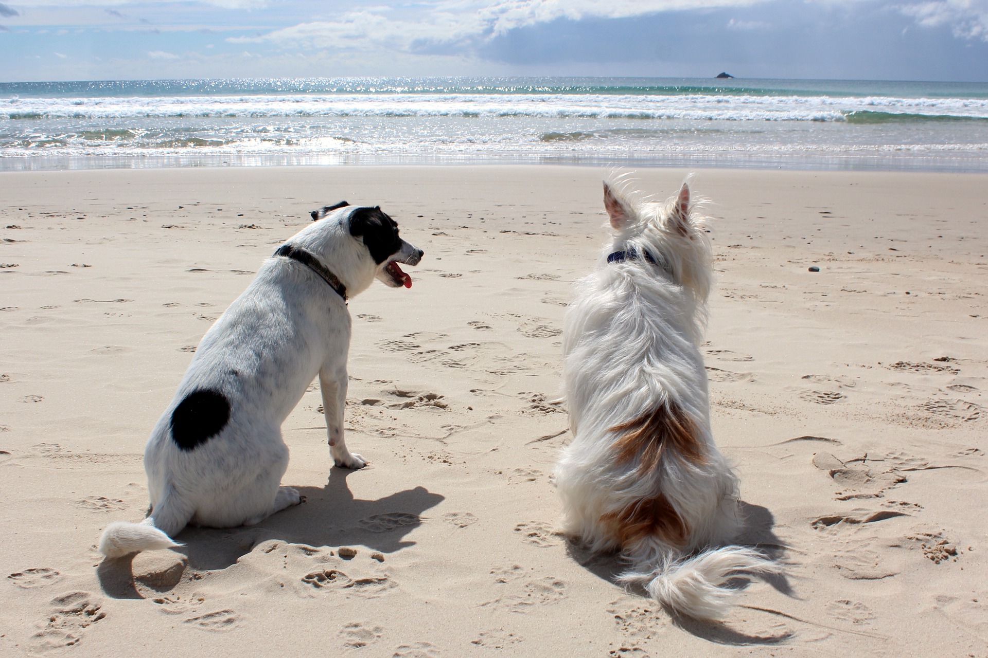Quando soggiornate con il vostro cane in spiaggia è bene prestare particolare attenzione e avere sempre con sé il guinzaglio e la museruola fisiologica. Si prega di rispettare gli altri campeggiatori e di non permettere al proprio cane di giocare o scavare vicino a loro.