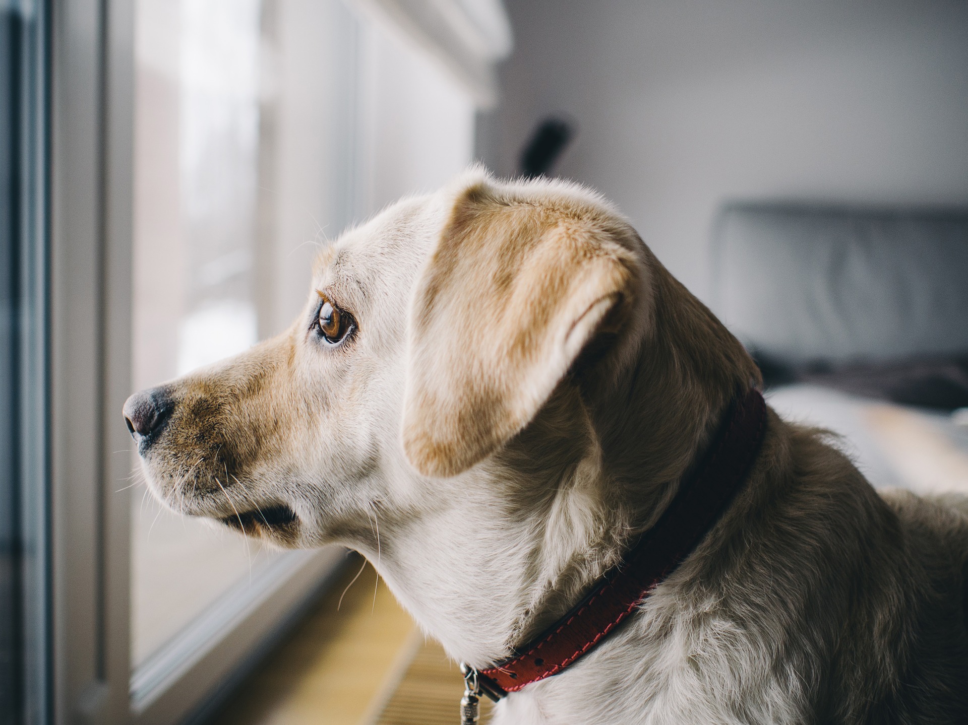 L’ansia da separazione colpisce più spesso i cani immediatamente dopo l’ingresso nella pubertà.  Al tuo cane dovrebbe essere insegnato fin da cucciolo a essere lasciato solo a casa.