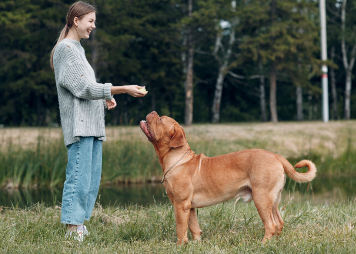 Dogue de Bordeaux durante l'allenamento.