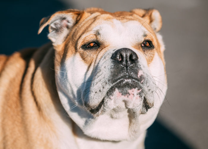 Perro dogo mallorquín con maschera bianca.