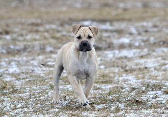 Cucciolo di Perro dogo mallorquín