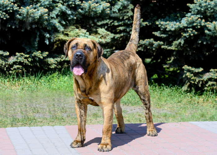 Silhouette di un dogo canario.