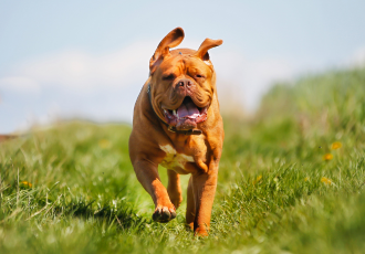 Il Dogue de Bordeaux corre.