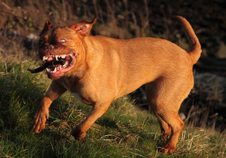 Dogue de Bordeaux attacca.