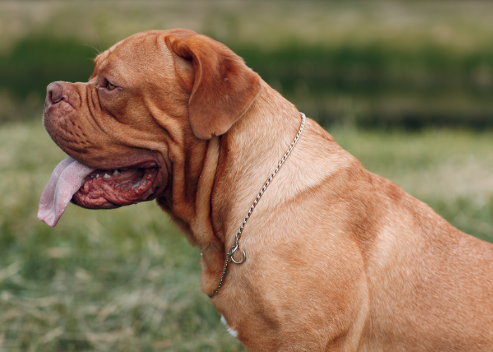 Dogue de Bordeaux seduto.