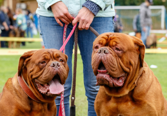 Due dogue di Bordeaux.