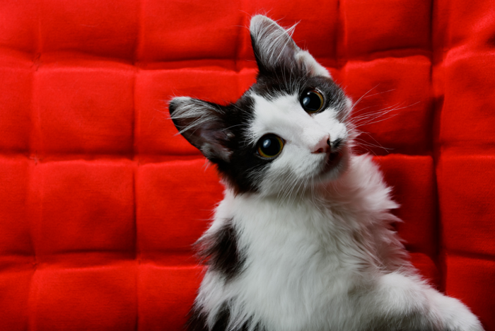 Gatto con epilessia.
