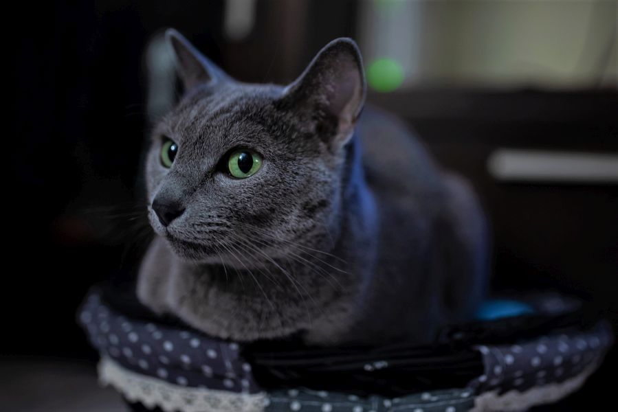 Gatto blu di russia dagli occhi verdi intensi.