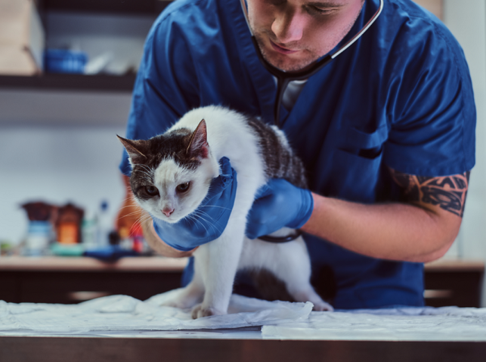Gatto dal veterinario.