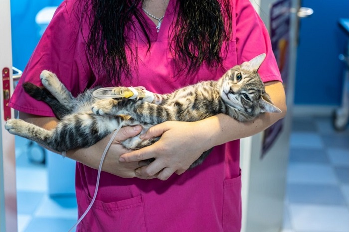 Gatto con una flebo.
