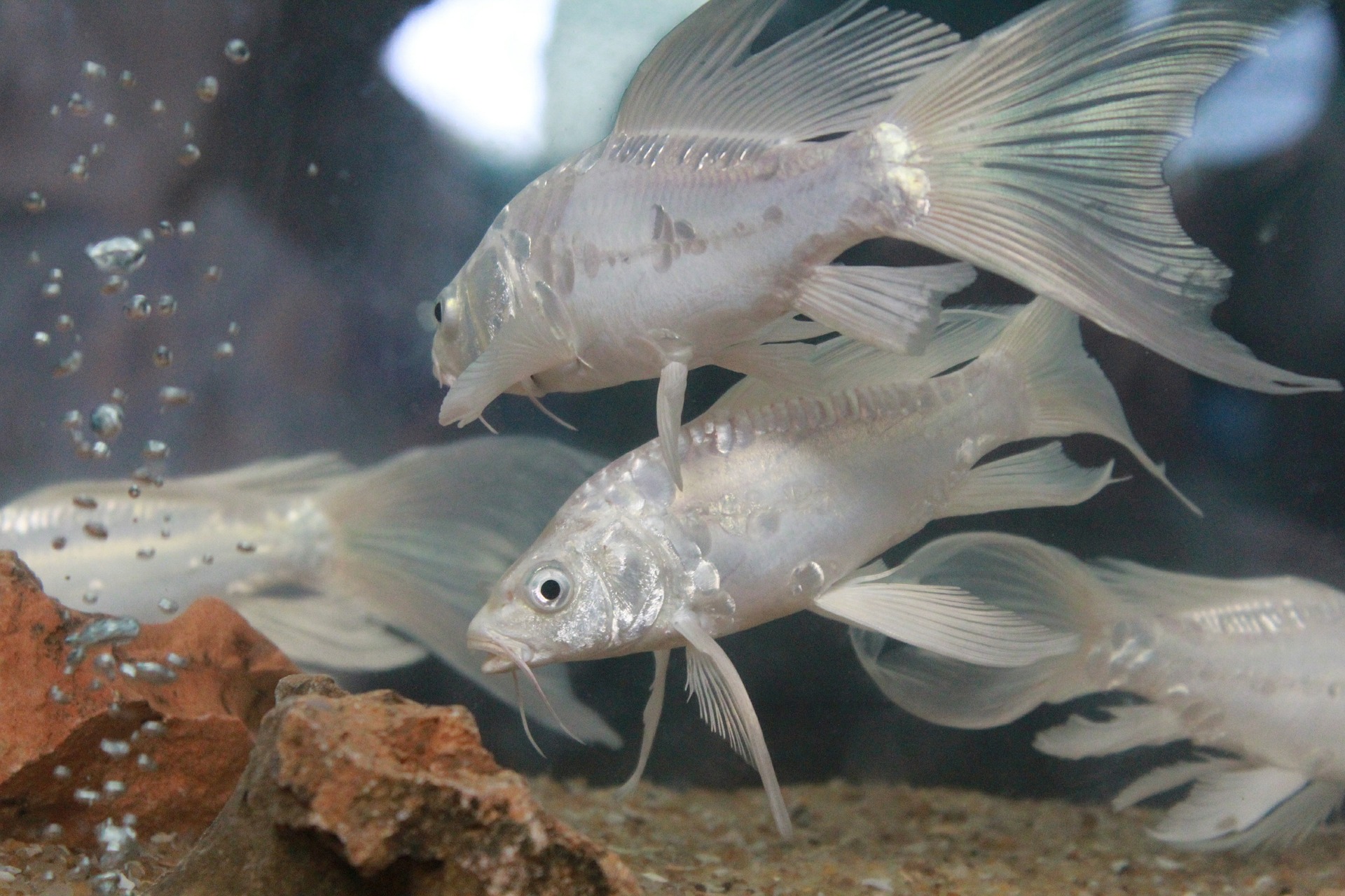 La varicella colpisce spesso i pesci d'acquario; la fonte dell'infezione può essere l'acqua con parassiti, piante malate o cibo vivo infetto.