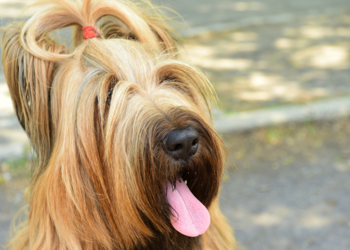 Un cane da pastore francese briard con una coda di cavallo sulla testa.