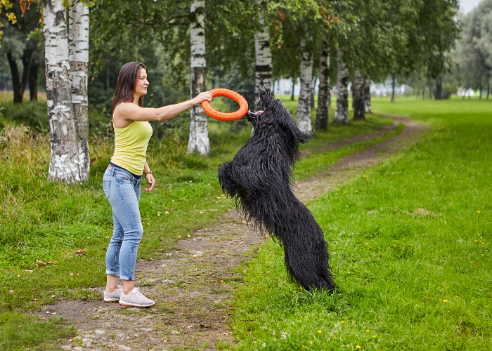 Un cane da pastore francese Briard nero sta giocando con un anello.