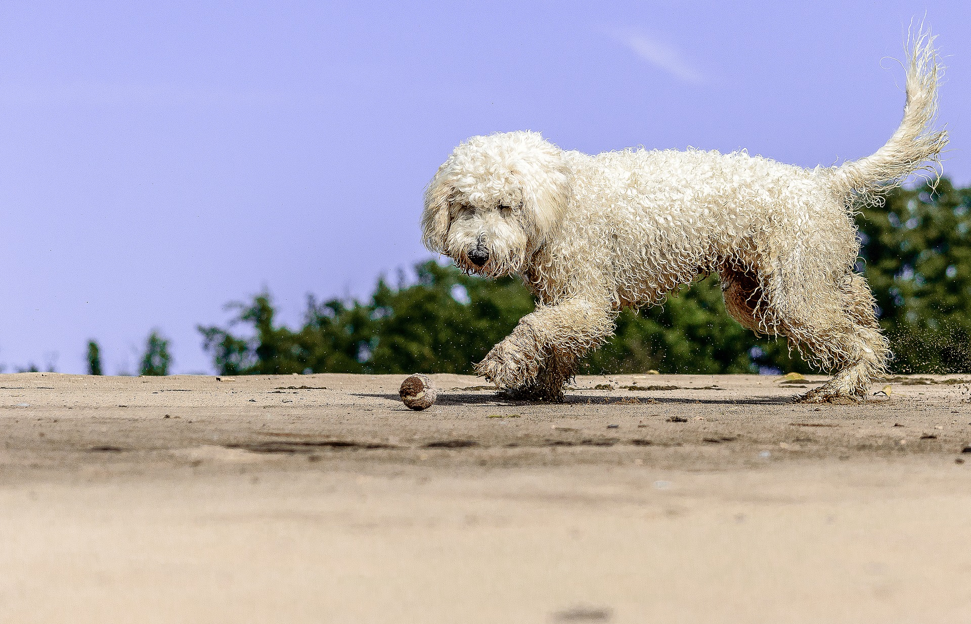 Il Goldendoodle ha le sue origini nel 1969, è poco conosciuto in Polonia, ma è più popolare in Australia e negli Stati Uniti.