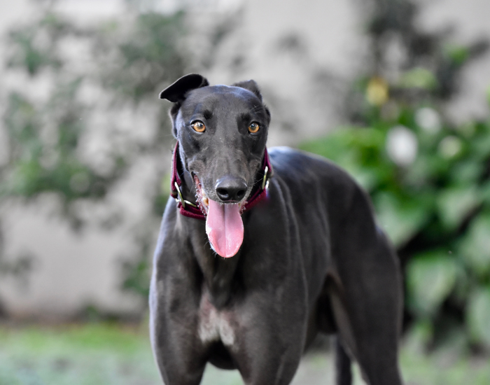 Muscolatura del levriero.