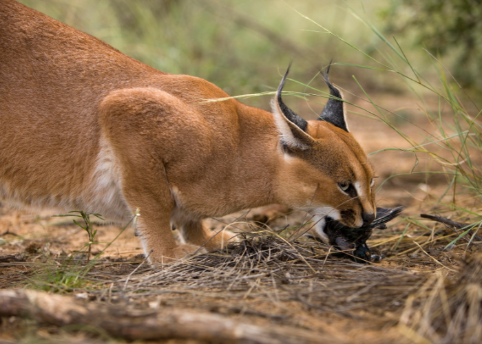 Un predatore caracal mangia un uccello.