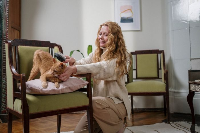 Un gatto che viene spazzolato da una donna, si china e si lascia accarezzare.