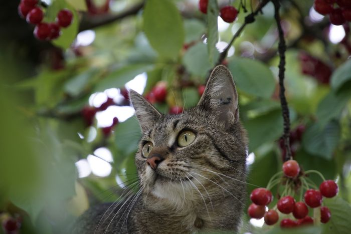 Gatto tra le foglie di un albero