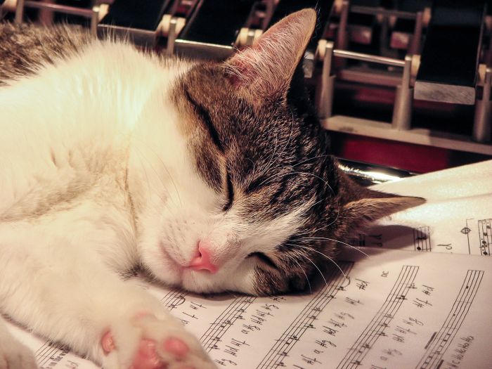 Il gattino dorme su uno spartito.