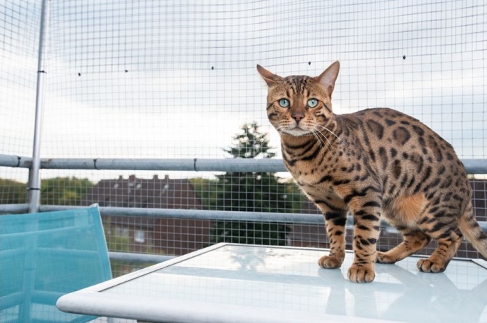 Gatto del Bengala in una voliera sicura sul balcone.