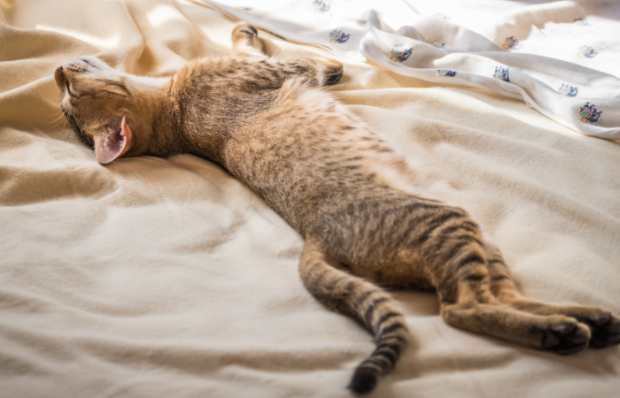 Gattino Chausie.