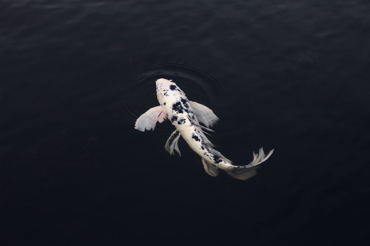 1 x sottobicchiere carpa Pretty Koi – Laghetto giapponese animali