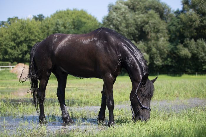 Cavallo frisone al pascolo.