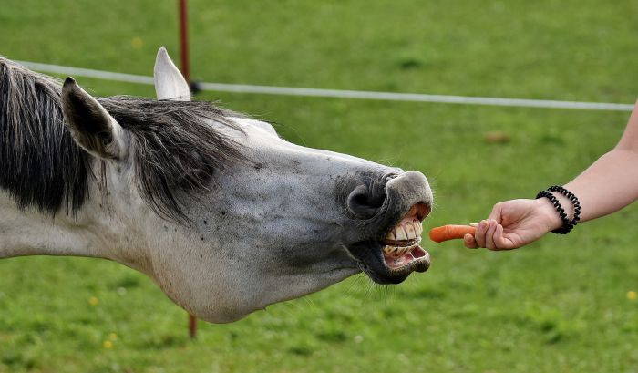 Il cavallo mangia una carota dalla mano della proprietaria