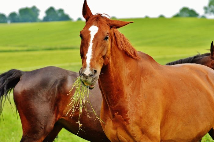 Cavalli che mangiano erba