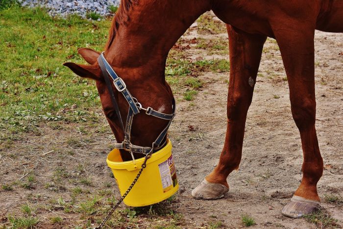 Un cavallo che mangia mangime da un secchio