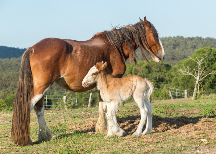 Cavallo e puledro di Clydesdale.