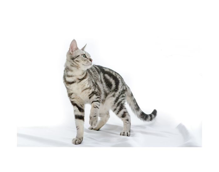 American Shorthair
